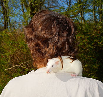 Human, Head, Shoulder, Rat, human, head from behind, trustful, curious, garden, animal, attention, watch