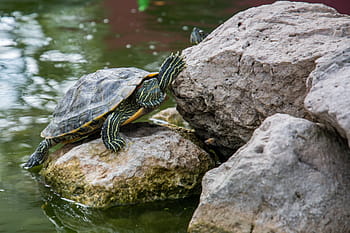 Grün, Schildkröte, platziert, Rock, Karosserie, Wasser, braun, grau, Schale, Tier, Felsen