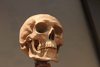 selective, focus photography, human, skull, skeleton, head, bones, anatomy, face