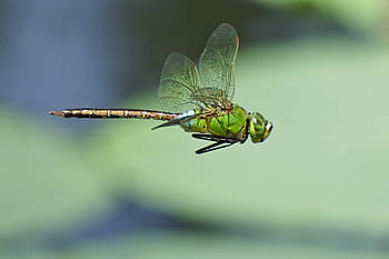 hovering green dragonfly, japan, natural, insect, dragonfly, gear yanmar, silver 蜻 蜓