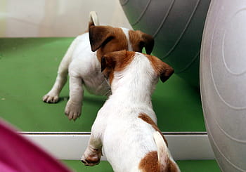 zvedák, russell teriér, stojící, přední, zrcadlo detailní fotografie, Pes, štěně, jack russell, čivava, zrcadlo, dítě