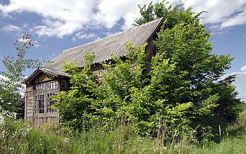 hnědý, šedá, Dům, vedle, strom, chalupa, starý, dřevěný, opuštěný, zarostlý, keře