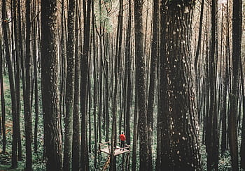 man, standing, treehouse, middle, forest, human, red, shirt, trees, people, alone