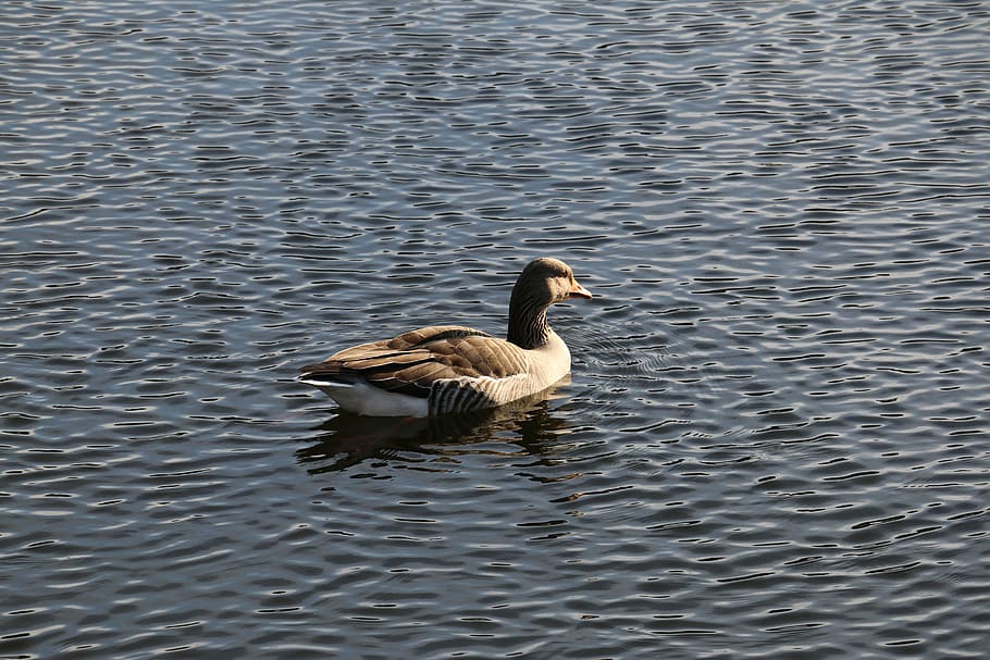 husa, plas, rotterdam, kralingse plas, zvířata ve volné přírodě, zvířat, nábřeží, plavání, jezero, jednoho zvířete