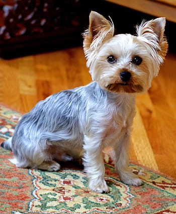 yorkie, Pes, roztomilý, zvíře, teriér, yorkshire, portrét, malý, čistokrevný, rozkošný, psí