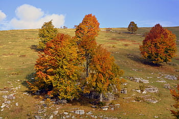 escursione, alberi, autunno, pista, montagna, il percorso europeo, e5, Lessinia, Italia