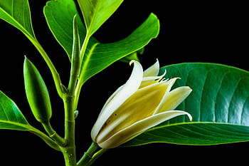 michelia champaca, fiorire, fioritura, bianco giallo