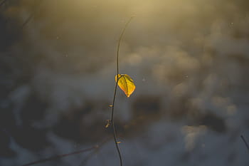 selektivní, zaostřovací fotografie, hnědý, list, révy, rostlina, podzim, bokeh, rozmazat, Příroda, venku