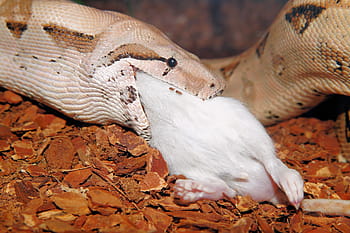 hnědý, jíst, laboratorní myš, boa constrictor imperator, oběti, jídlo, plaz, boa, lovce myší, hlava, zvíře