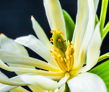 michelia champaca, fiorire, fioritura, bianca, giallo, ramo, le foglie, magnolia champaca, albero del profumo di gioia, Champaka, champak