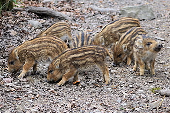 hnědá selata, sele, launchy, kanec, prase, živočišného světa, zoo, divoký, mladé zvíře, přírodní rezervace, malý