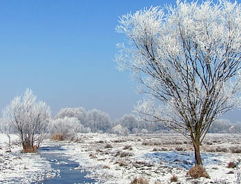 winter landscape, snowy, hoary, frozen, frosty, rimy, ice, snow, wood, wintery, landscape