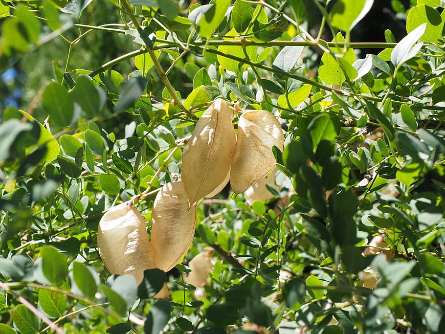 sap, balloon-like, yellow bubble shrub, bush, colutea arborescens, fabaceae, faboideae, legume, tree, fruits, rispig