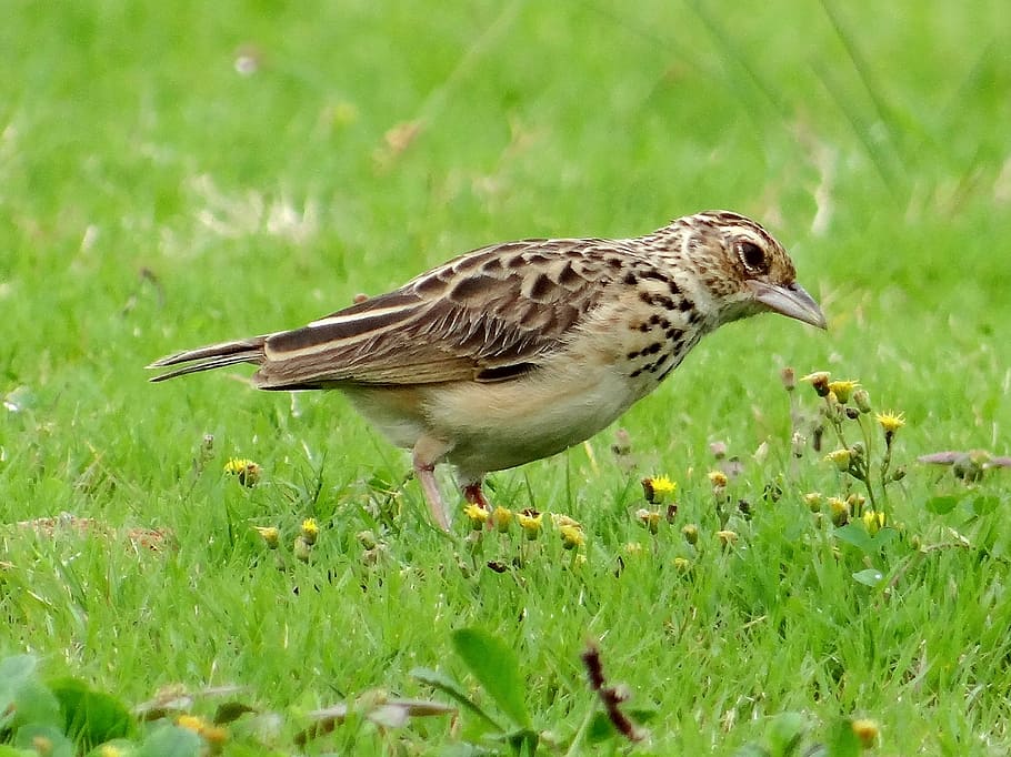 paddy field pipit, bird, udupi, karnataka, manipal, india, nature, animal, wildlife, beak, outdoors
