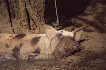luck, range, pig, satisfied, lucky pig, funny, sow, mud, dirt, dirty, sleep