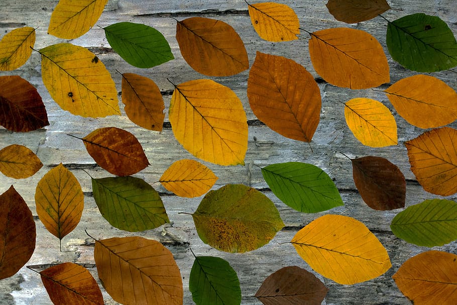 Marrone, verde, leaflot, le foglie, foglie vere, boxer, colorato, sfondo, fogliame autunnale, colori autunnali, composizione