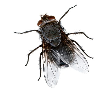 closeup, photography, Common, Housefly, closeup photography, fly, macro, insect, bug, pest, eyes
