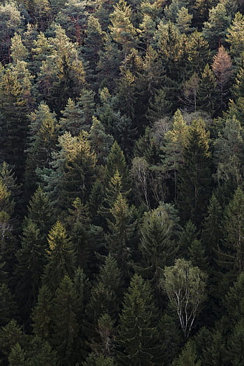 aerial, green, trees, woods, forest, travel, adventure, tree, pine tree, pinaceae, spruce tree