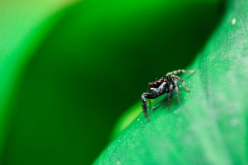 ragno, insetto, all'aperto, verde, foglia, pianta, natura, sfocatura, aracnide