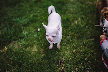 perros, hierba, Pequeño, verano, perro, mascota, animal, lindo, diversión, naturaleza, exterior