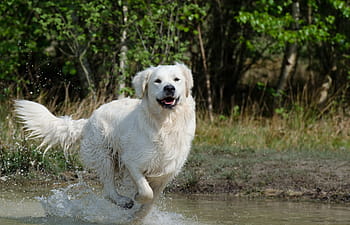 krem labrador geri almak, koşu, Su, gündüz, Golden Retriever, köpek, yaz, ıslak Köpek, göl, doğa, Evcil Hayvanlar