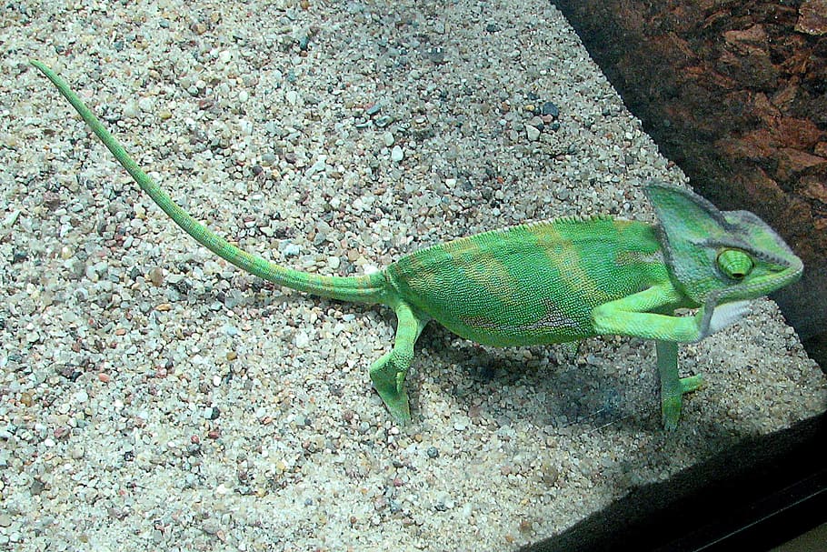 chameleon, close up, exotic, green, lizard, chamaeleo calyptratus, camouflage, stone, block, wildlife, nature