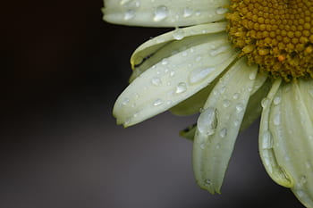 fleur, eau, gouttelettes, fermer, la nature, en plein air, humide, pluie, macro, Naturel, climat