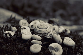 Graustufenfoto, Schneckenhäuser, Weiß, Muscheln, Graustufen, Fotografie, Natur, Schwarz und weiß, keine Leute, Nahansicht, Tag