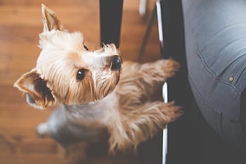 ahora !, lindo, Yorkshire, quiero comer, animales, perros, mascotas, cachorro, perro, animal, canino