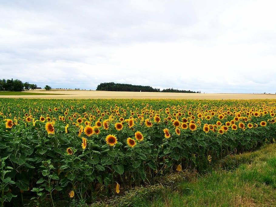 slunečnice, zemědělství, letní, Příroda, žlutá, květ, pole, venkovské scény, venku, nebe, rostlina
