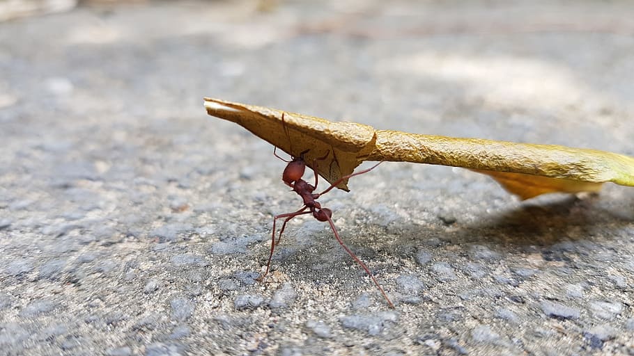 Příroda, mravenec, Ant, hmyz, volně žijících živočichů, venkovní, detail, makro fotografie, přírodní prostředí, přízemí, list řezačka mravenec