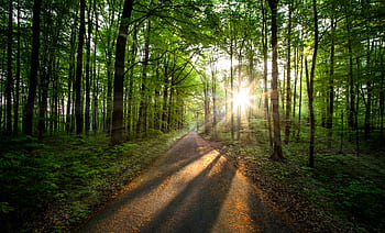 Good, sun, rays, coming, tall, trees, daytime