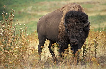 tilt shift lens photography, yak, bison, usa, buffalo, beef, wild, wilderness, bovini, cattle, meat