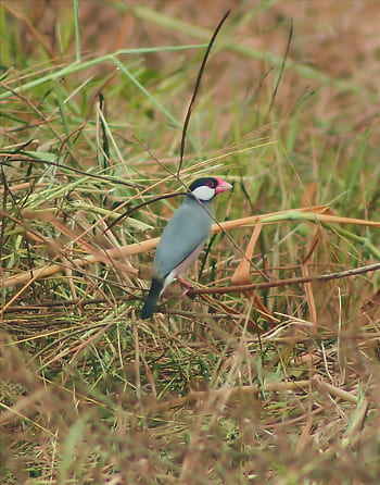 java sparrow, vild, fugl, dyreliv, udendørs, aborre, lav, plante, lille, Javan, spurv