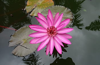 lilie, leknín, červený leknín, lala shapla, lal kamal, raktakamal, nilofar, nymphaea rubra, nymphaeaceae, nymphaea rosea, leuco nymphaea rubra