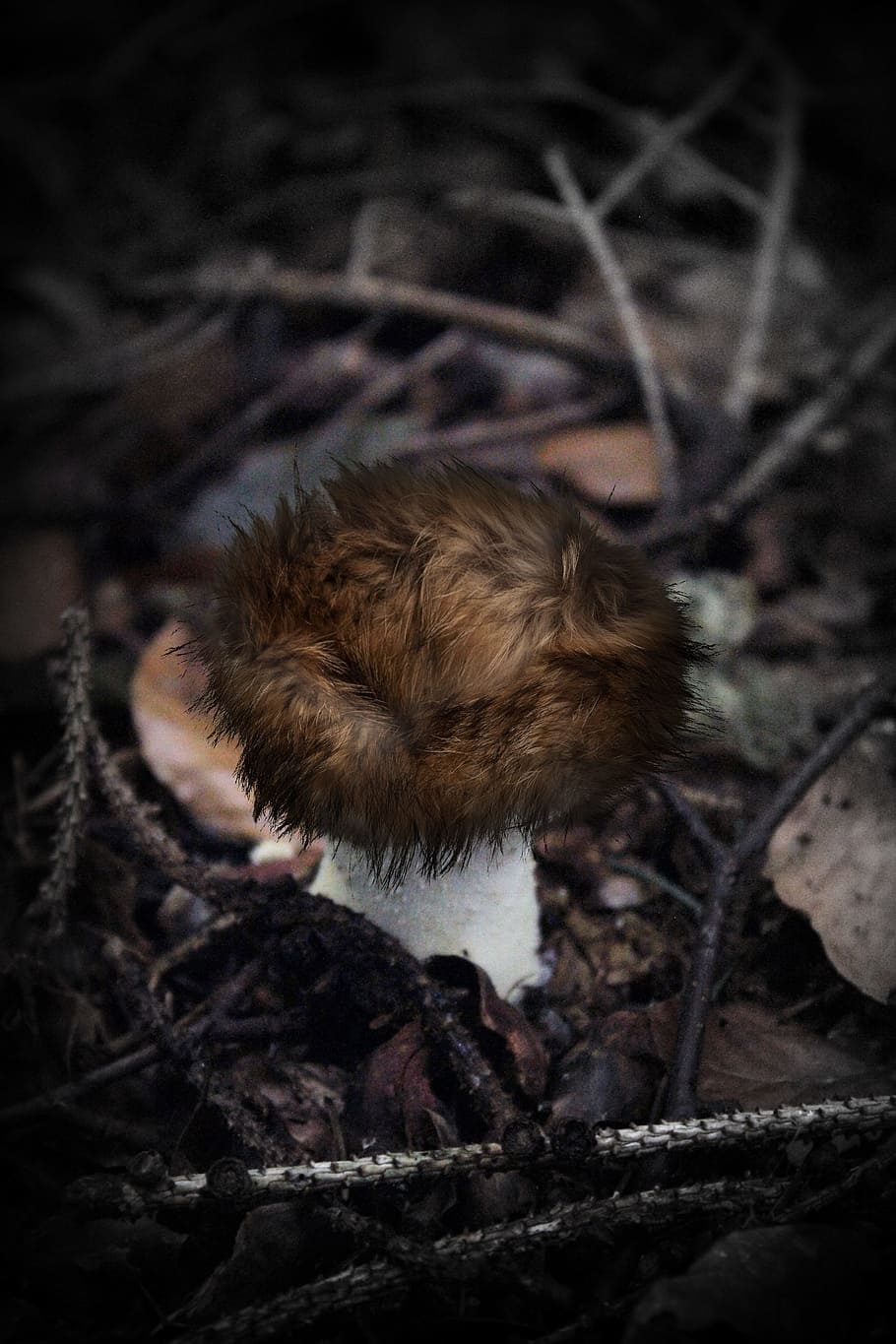 Image Manipulation, Fur, Mushroom, autumn, nature, outdoors, close-up, night, animal themes