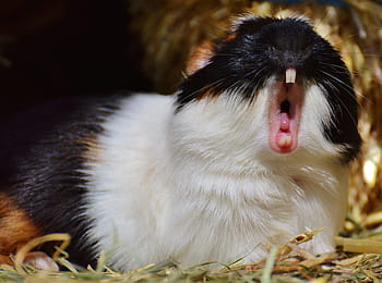 white, black, rodent, guinea pig, wildpark poing, yawn, tired, cute, nager, young animals, small