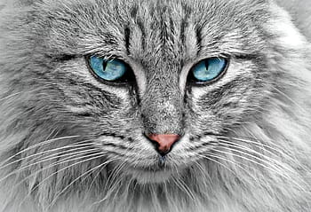 grijze kat met lange pels, kat, dier, kattenportret, makreel, kattenogen, huisdier, vacht, huiskat, adidas, dichtbij
