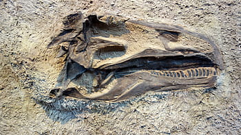 dinosaur fossils, gray, soil, Skeleton, Bones, Dinosaur, Fossil, excavations, paleontology, animal bone, animal themes