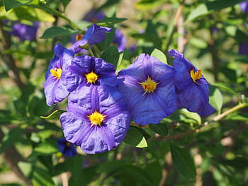 květiny, fialový, keř, nachový, modrá fialová, lycianthes rantonnetii, solanum rantonnetii, lycianthes, nachtschattengewächs, solanaceae, okrasné rostliny