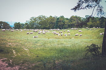 kawanan, kambing, bidang rumput, foto, domba, bidang, hewan, hijau, rumput, pertanian, alam