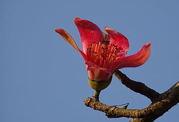 flower, shimul, bombax ceiba, cotton tree, red silk-cotton, red cotton tree, silk-cotton, kapok, ceiba pentandra, bombacaceae, bhimgadh