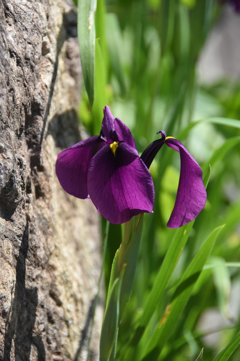 wildflower, iris, cuteness, little flower, nature, flowers, violet