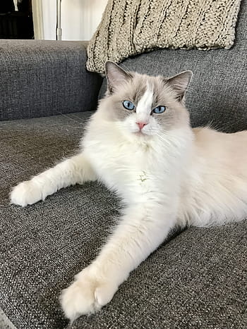 cat, ragdoll, animal, kitten, blue, eyes, pet, adorable, sleeping, cute, purebred