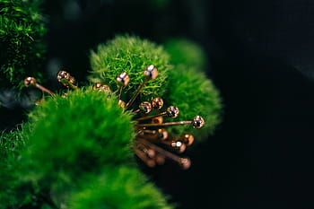 花、 植物、 クローズアップ、 緑、 自然、 緑色、 木、 クリスマス、 マクロ、 成長、 屋外