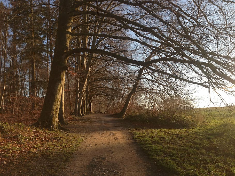 brown, bare, trees, road, daytime, forest, away, nature, autumn, zollikon, zurich