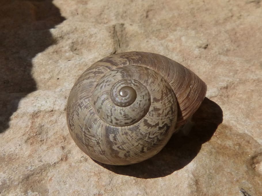 eobania vermiculata, snail, choneta, chanet, chona, mongeta, ripotella