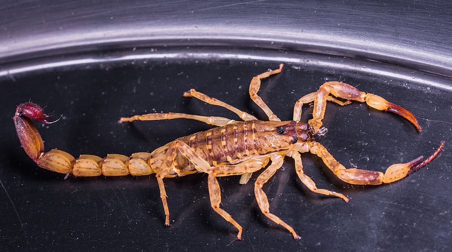 brown, maroon, scorpion, stainless, steel container, stainless steel, container, scorpio, arachnid, toxic, one animal