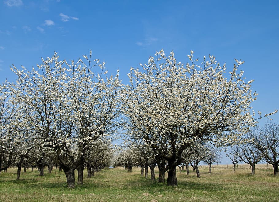 třešeň, třešeň, Třešňový květ, jaro, květ, třešeň, růžový, strom, poboček, Příroda, třešní, jarní květina