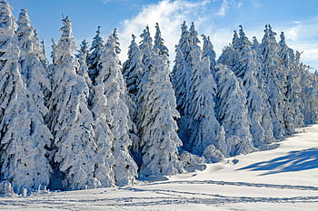pine tree lot, covered, snow, wintry, firs, snowy, time of year, winter, cold, advent, christmas snow landscape